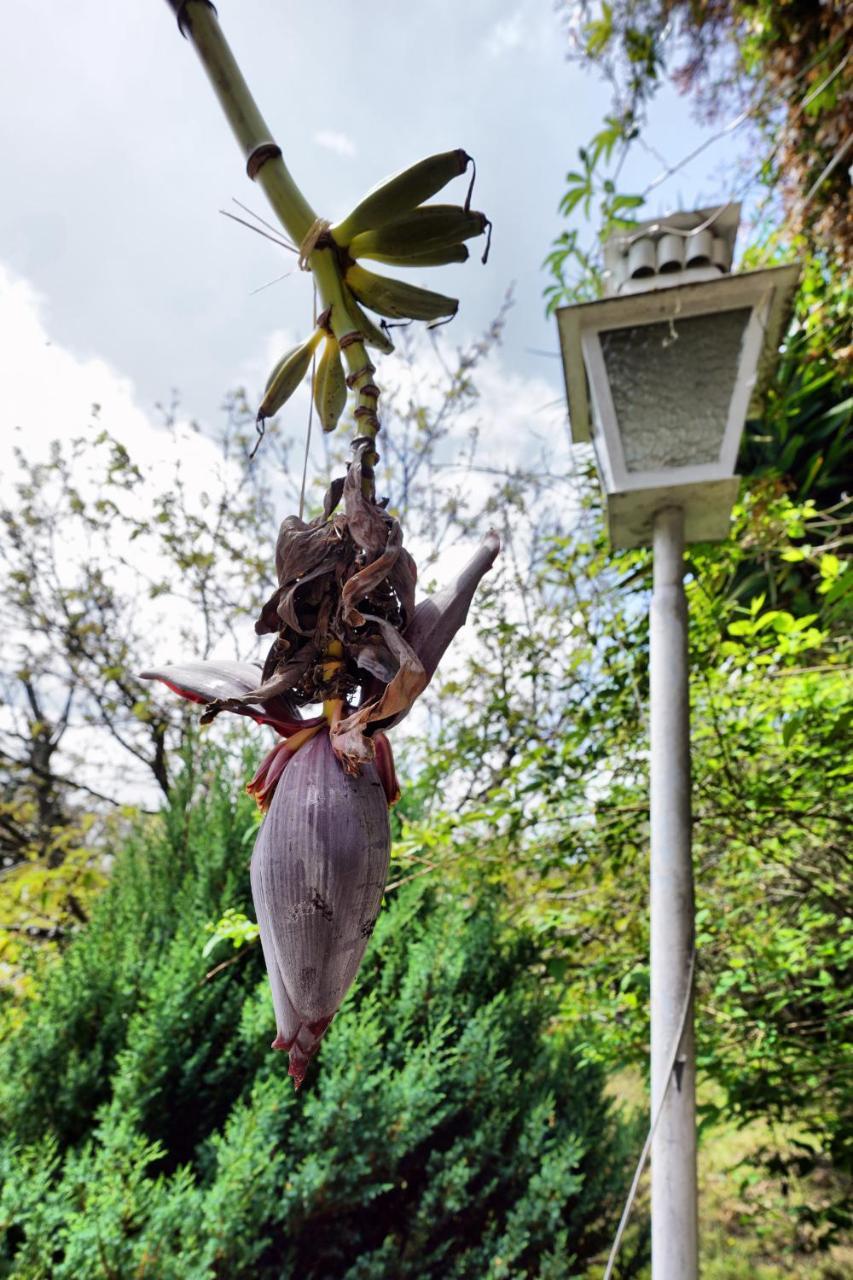 Casa Da Rampa Villa Sintra Kültér fotó